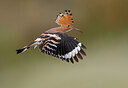 BUITEN BEELD Foto: 436990