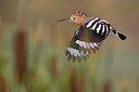 BUITEN BEELD Foto: 436992