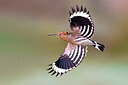 BUITEN BEELD Foto: 436993