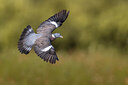 BUITEN BEELD Foto: 436997