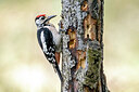 BUITEN BEELD Foto: 437000