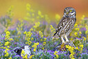 BUITEN BEELD Foto: 437005