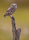 BUITEN BEELD Foto: 437006