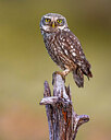 BUITEN BEELD Foto: 437007