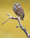 BUITEN BEELD Foto: 437009