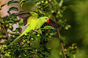 BUITEN BEELD Foto: 437010