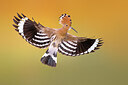 BUITEN BEELD Foto: 437039