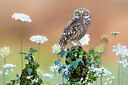 BUITEN BEELD Foto: 437040