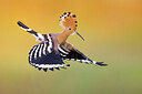 BUITEN BEELD Foto: 437042
