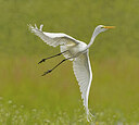 BUITEN BEELD Foto: 437055