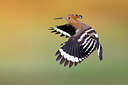 BUITEN BEELD Foto: 437078