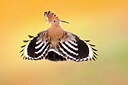 BUITEN BEELD Foto: 437079