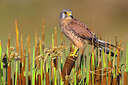 BUITEN BEELD Foto: 437080
