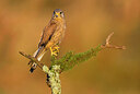 BUITEN BEELD Foto: 437081