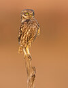 BUITEN BEELD Foto: 437082
