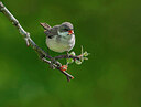 BUITEN BEELD Foto: 437083