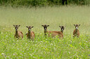 BUITEN BEELD Foto: 437094