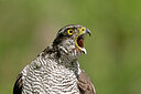BUITEN BEELD Foto: 437102