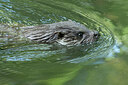 BUITEN BEELD Foto: 437107