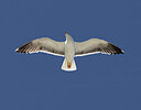 BUITEN BEELD Foto: 437113