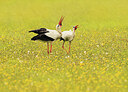 BUITEN BEELD Foto: 437115