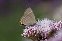 BUITEN BEELD Foto: 437118