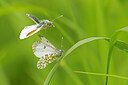 BUITEN BEELD Foto: 437124