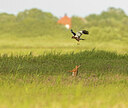 BUITEN BEELD Foto: 437126