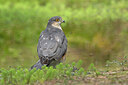 BUITEN BEELD Foto: 437131