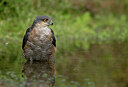BUITEN BEELD Foto: 437136