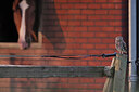 BUITEN BEELD Foto: 437145