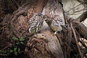 BUITEN BEELD Foto: 437146