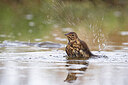BUITEN BEELD Foto: 437148