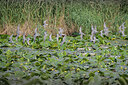 BUITEN BEELD Foto: 437152