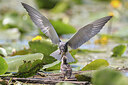BUITEN BEELD Foto: 437153