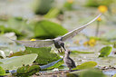 BUITEN BEELD Foto: 437154