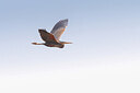 BUITEN BEELD Foto: 437159