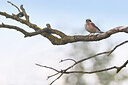BUITEN BEELD Foto: 437164