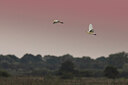 BUITEN BEELD Foto: 437170