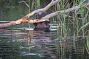 BUITEN BEELD Foto: 437172