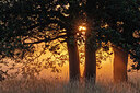 BUITEN BEELD Foto: 437177