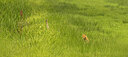 BUITEN BEELD Foto: 437182