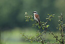 BUITEN BEELD Foto: 437183