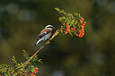 BUITEN BEELD Foto: 437186