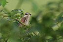 BUITEN BEELD Foto: 437189