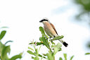 BUITEN BEELD Foto: 437190