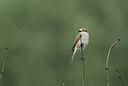 BUITEN BEELD Foto: 437192