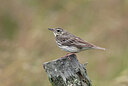 BUITEN BEELD Foto: 437197