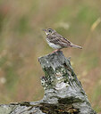 BUITEN BEELD Foto: 437198
