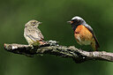 BUITEN BEELD Foto: 437220
